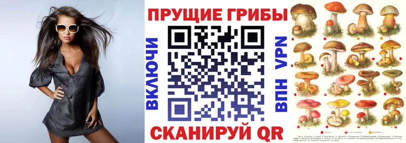 Псилоцибиновые грибы Psilocybine cubensis Абакан